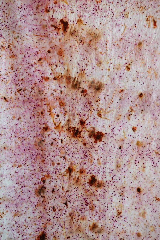 SAMANTHA algodón orgánico